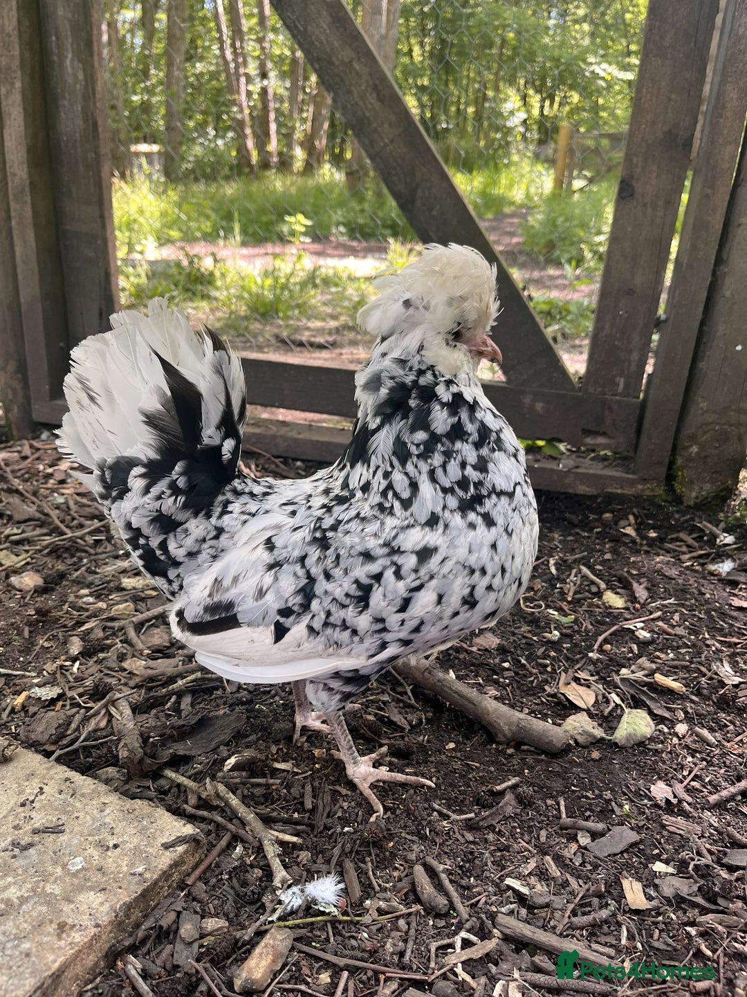 Chickens poultry for sale: Polish chickens for sale - Image 2