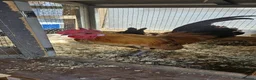 Chickens poultry for sale: 🐓 Serama Bantam Chickens & Roosters 🐓 - Advert 7