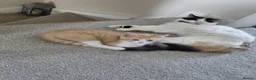 Mixed Breed cats for sale: 1/4 main coon kittens  in Fleetwood - Advert 10