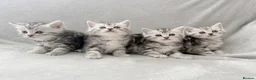 Persian cats for sale: Gorgeous chinchilla persian x Maine coon kittens  - Advert 11