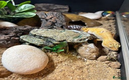 Leopard Gecko reptiles for sale: Gecko with full Viv set up - Image 3
