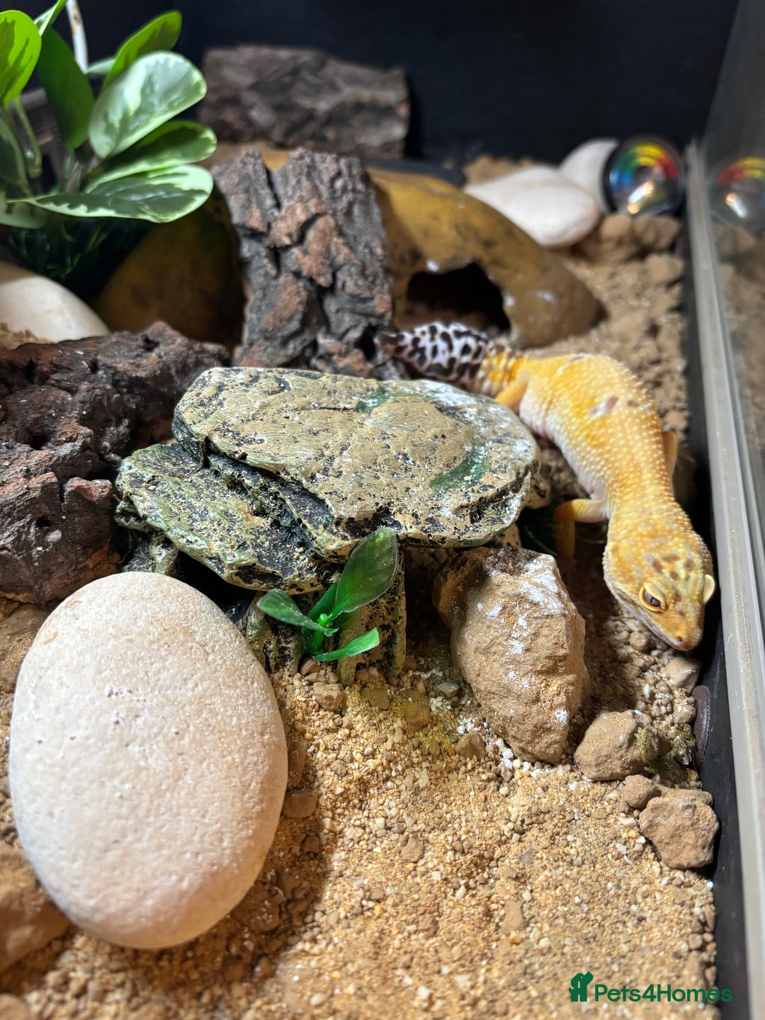 Leopard Gecko reptiles for sale: Gecko with full Viv set up - Image 3