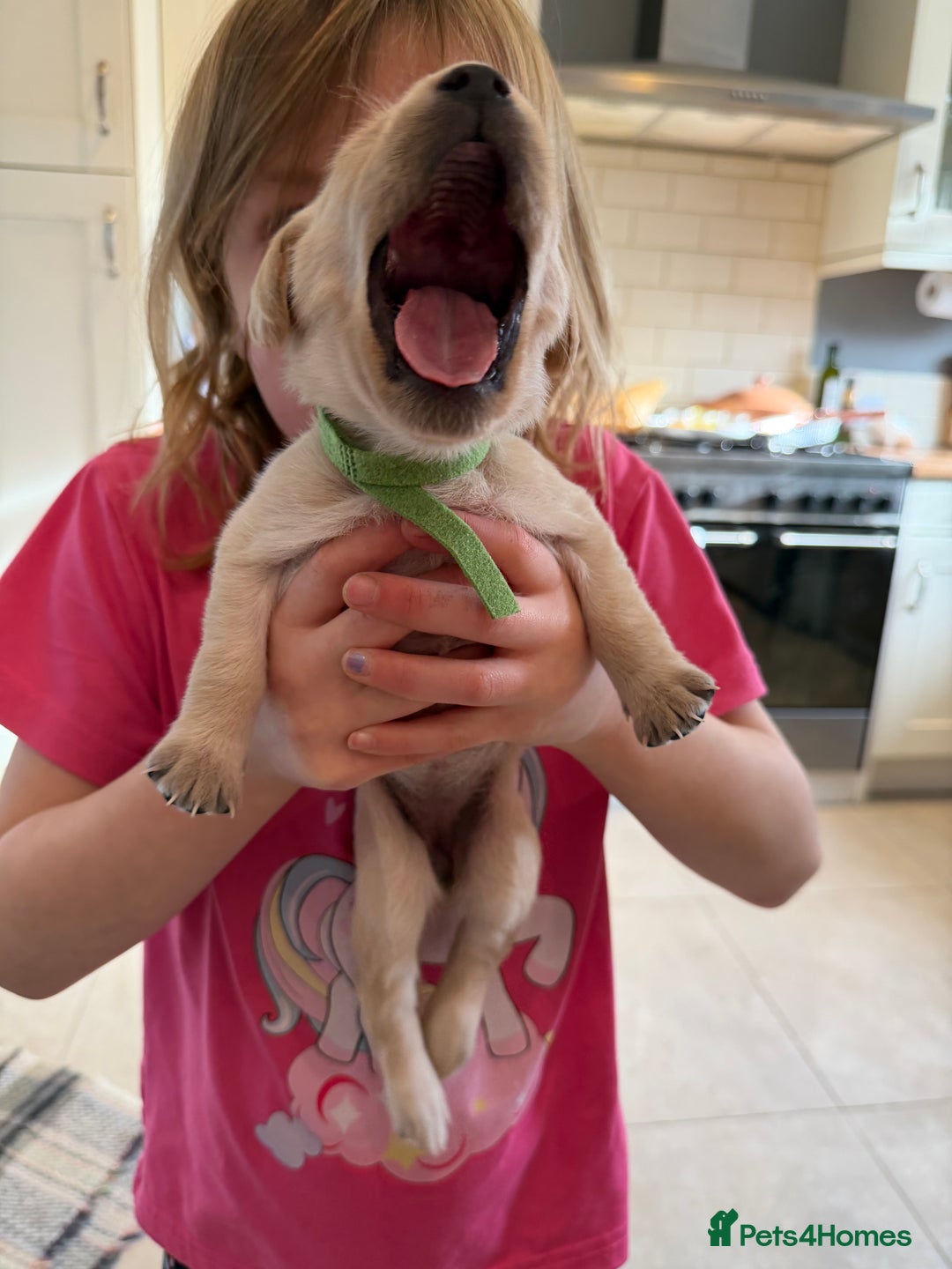 Labrador Retriever dogs for sale: Only 2 golden girls left! Ready for forever homes! - Advert 20