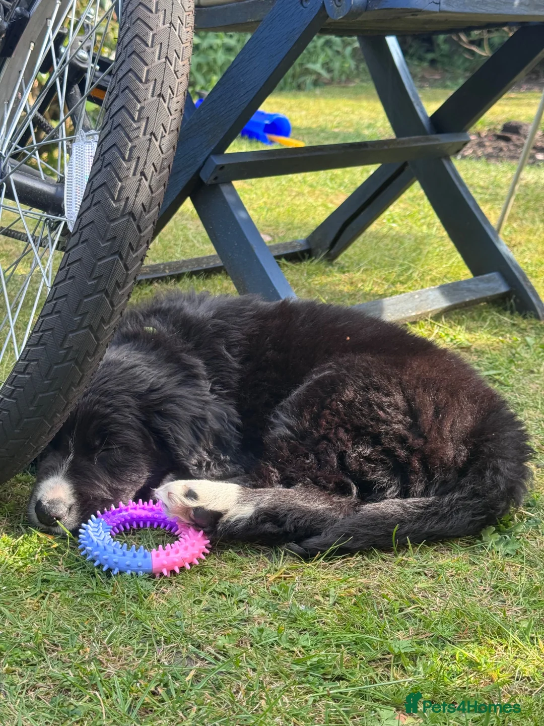 Mixed Breed dogs for sale: Border Collie x Cocker Spaniel Male in Diss - Advert 4