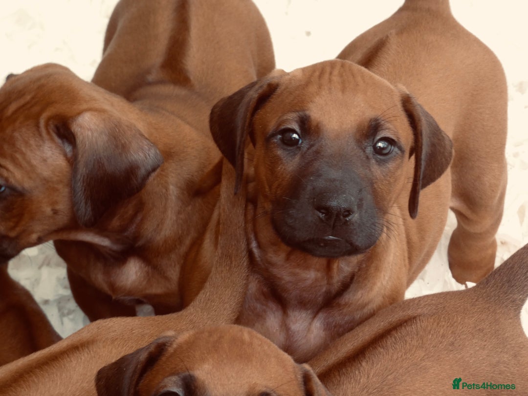 Rhodesian Ridgeback dogs for sale: Rhodesian Ridgeback Puppies KC reg - Image 19