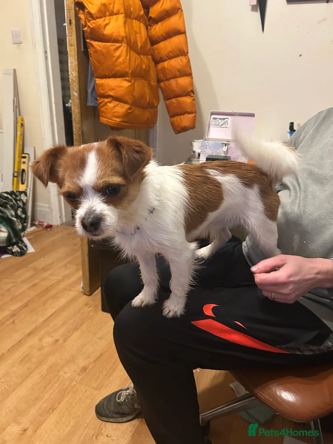 Chorkie dogs for sale: Reggie the Chorkie - Advert 1