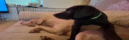 Labrador Retriever dogs for sale: Beautiful Black Labrador Pups - Advert 7