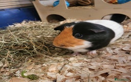 Guinea Pig rodents for sale: 2 female guinea pigs - Image 5