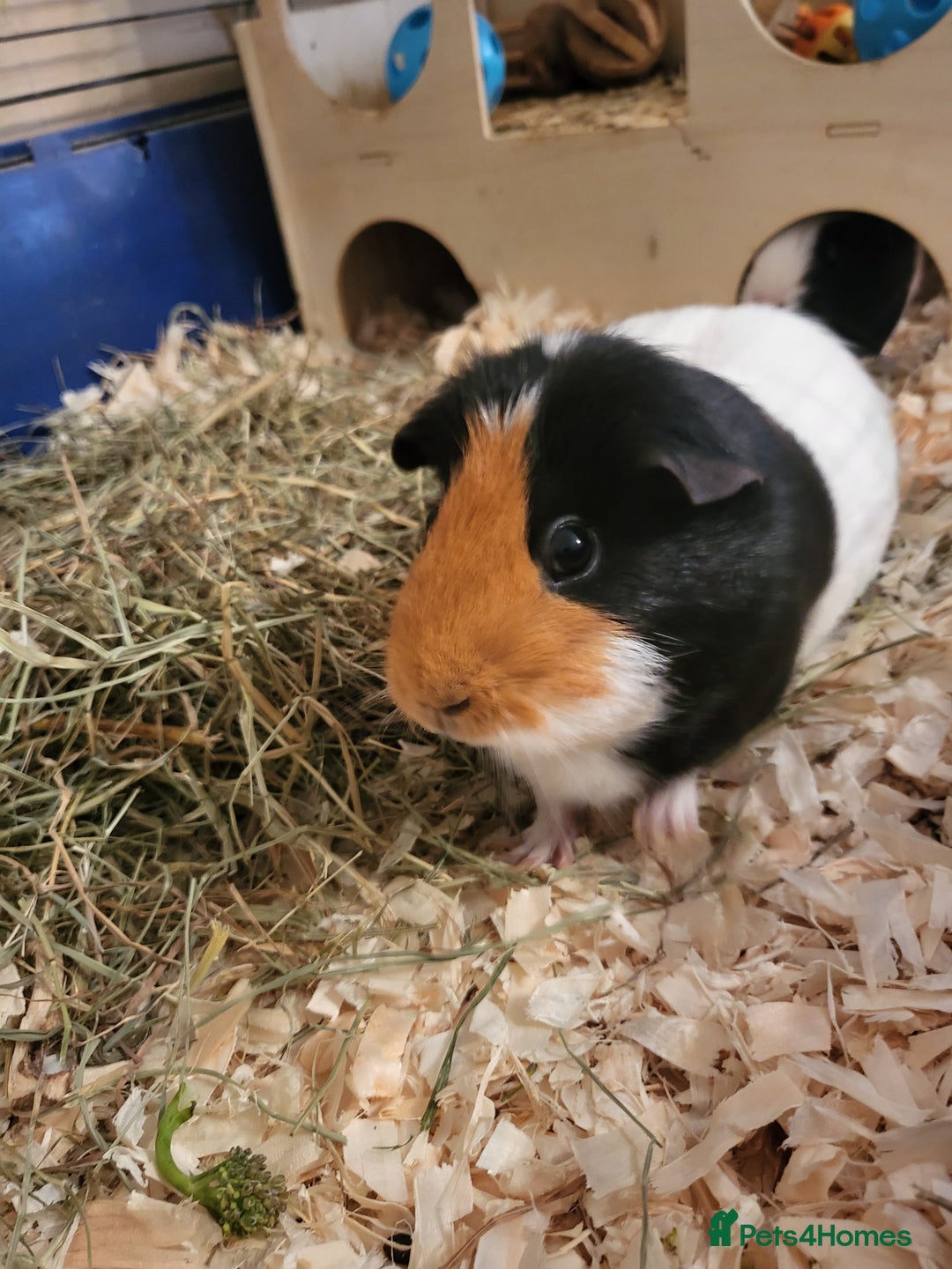 Guinea Pig rodents for sale: 2 female guinea pigs - Image 5