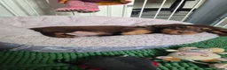 Miniature Dachshund dogs for sale: ⚜️KC PRA clear TINY Miniature dachshund puppies  - Advert 1