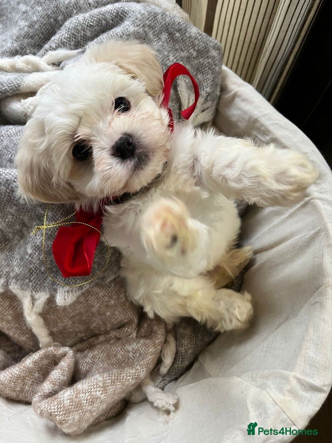 Mixed Breed dogs for sale: Two Gorgeous Puppies Remaining!  - Advert 4