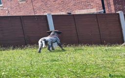 German Shorthaired Pointer dogs for sale: german shorthaired pointer  - Image 4
