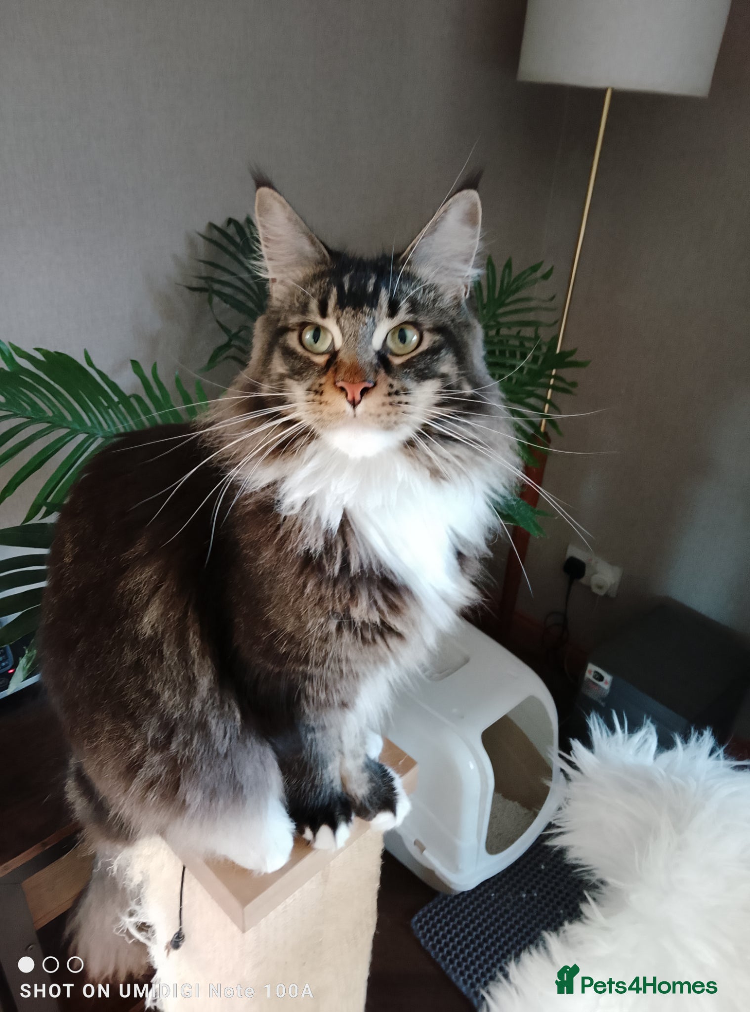 Maine Coon cats BEAUTIFUL TICA REGISTERED MAINE COON MALE – DEXTER - Advert 3