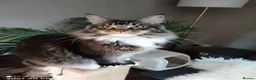 Maine Coon cats for sale: BEAUTIFUL TICA REGISTERED MAINE COON MALE – DEXTER - Advert 1