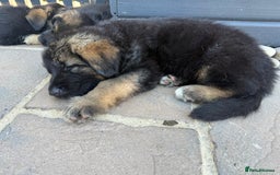 German Shepherd dogs for sale: Only 1 boy left Kc German Shepherd Puppies in Canvey Island - Image 30