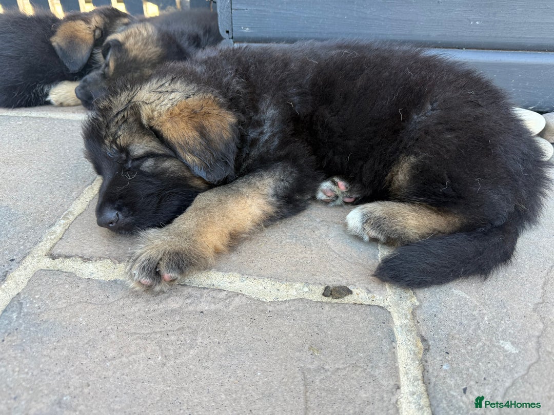German Shepherd dogs for sale: Only 1 boy left Kc German Shepherd Puppies in Canvey Island - Image 30