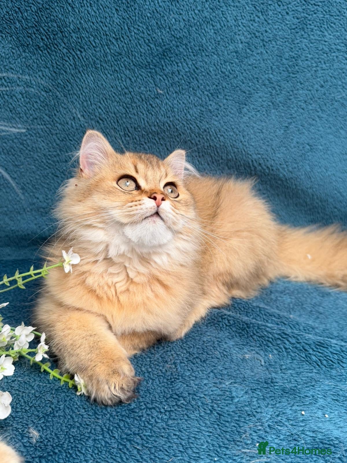 British Longhair cats for sale: ✨TICA REGISTERED GOLDEN LONGHAIR KITTENS✨ - Advert 12