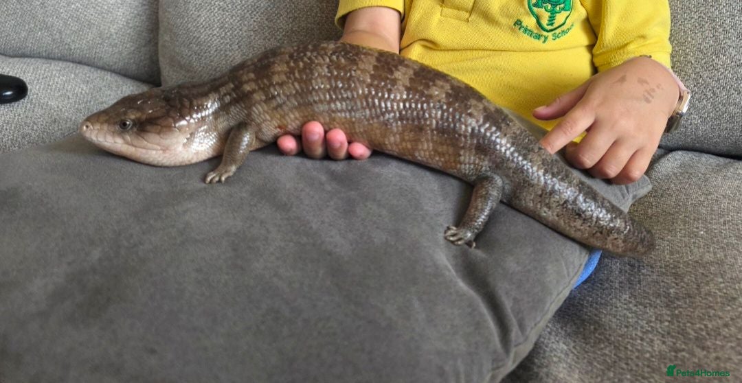 Skink reptiles Irian Jaya Blue tongue skink - Advert 2