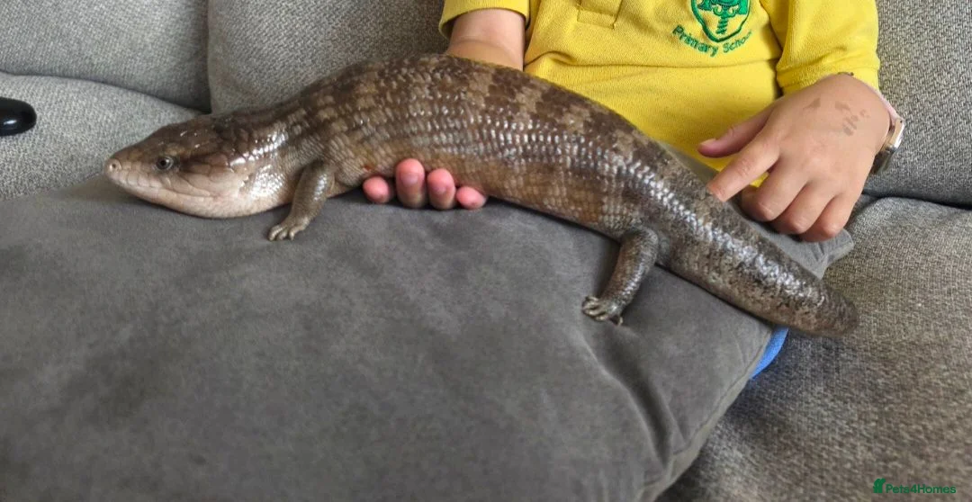 Skink reptiles for sale: Irian Jaya Blue tongue skink - Advert 1