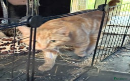 Domestic Shorthair cats for sale: Rimber and simba, our ginger rescues 🧡 - Image 12