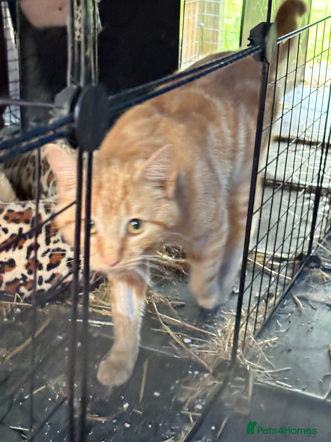 Domestic Shorthair cats for sale: Rimber and simba, our ginger rescues 🧡 - Image 12