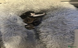 Mixed Breed cats for sale: Black and white kitten  - Image 2