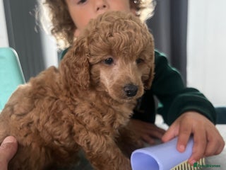 Toy Poodle dogs - Advert 1