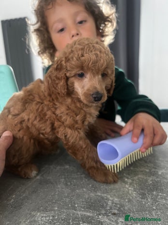 Toy Poodle dogs - Advert 1