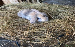 Lionhead rabbits for sale: Lion head x mini lop  - Image 12
