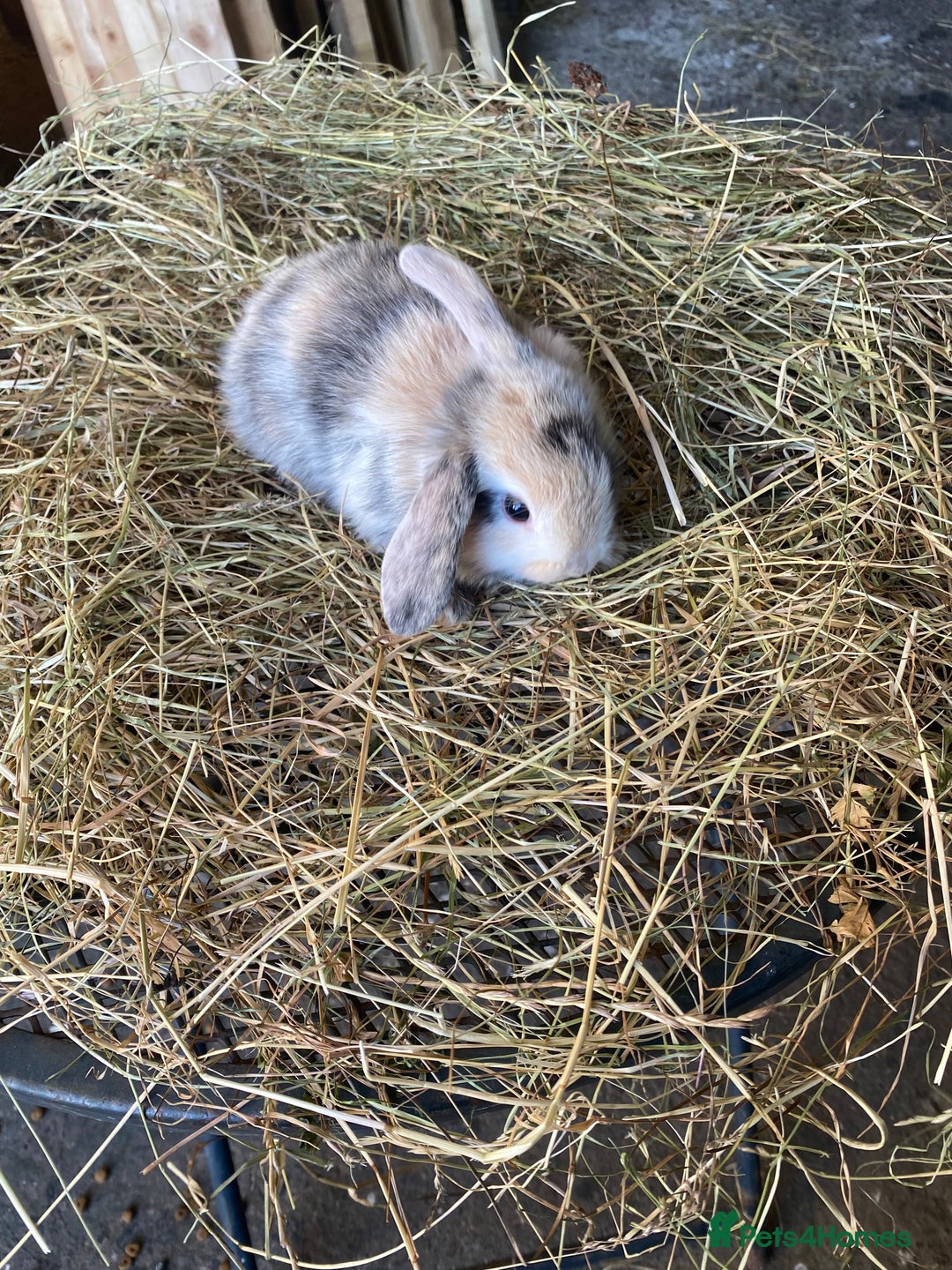 Lionhead rabbits for sale: Lion head x mini lop  - Image 12