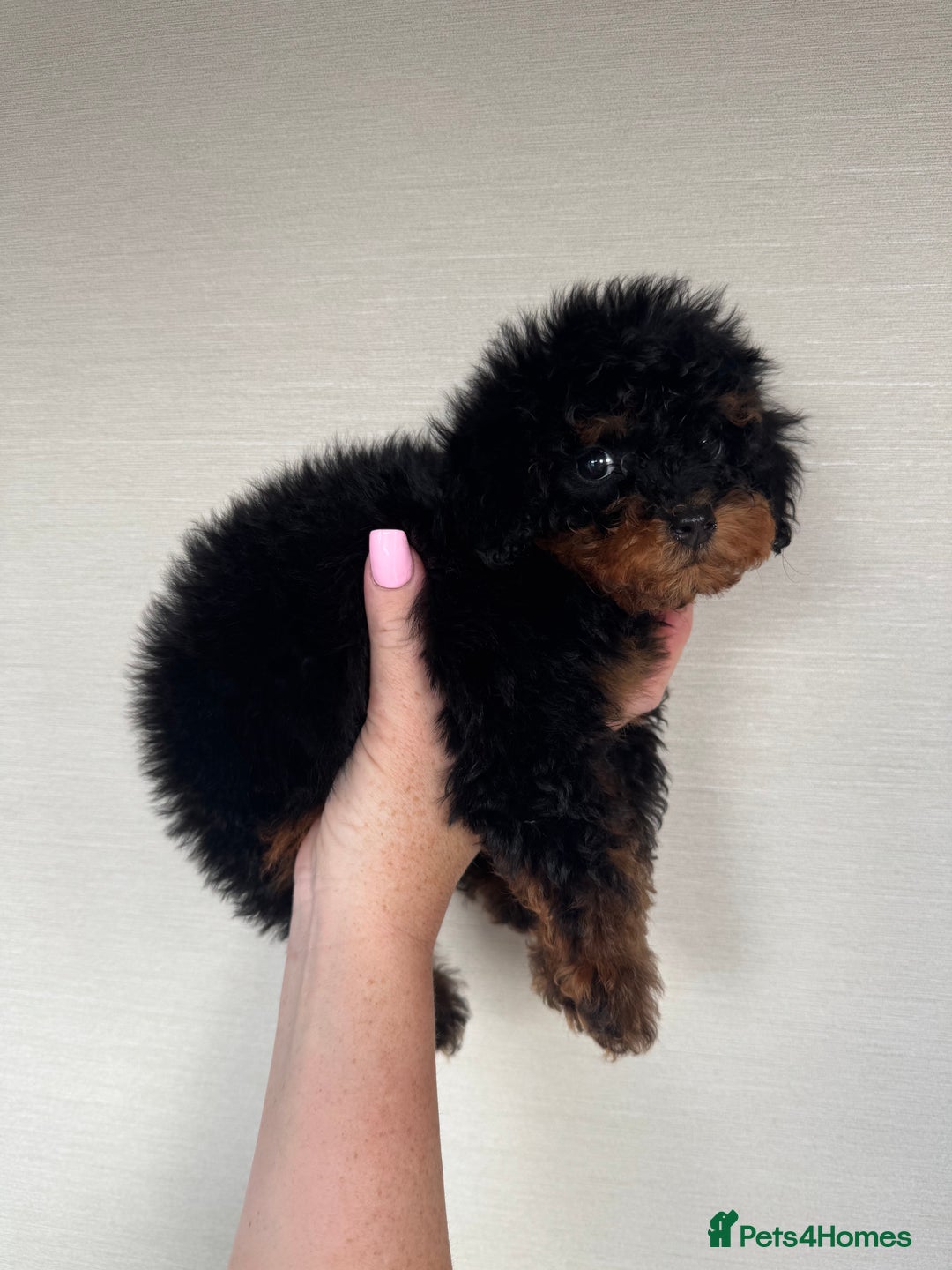 Toy Poodle dogs for sale: Extremely rare blue tiny Kc Reg Toy Poodle Puppy! - Image 22