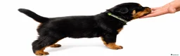 Rottweiler dogs for sale: KC reg health tested female Rottweiler puppy - Advert 5