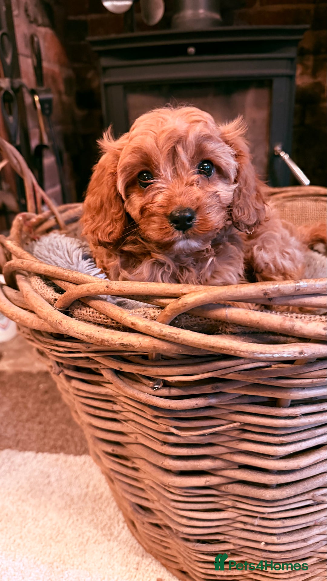 Cavapoo dogs for sale: F1 Stunning Red and Cream Cavapoo Babies - Advert 6