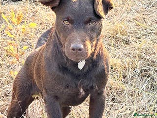 Patterdale Terrier dogs Rough coat proven male in Wisbech - Advert 10