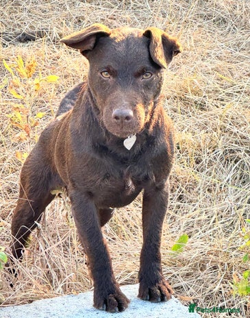 Patterdale Terrier dogs in Wisbech - Advert 1
