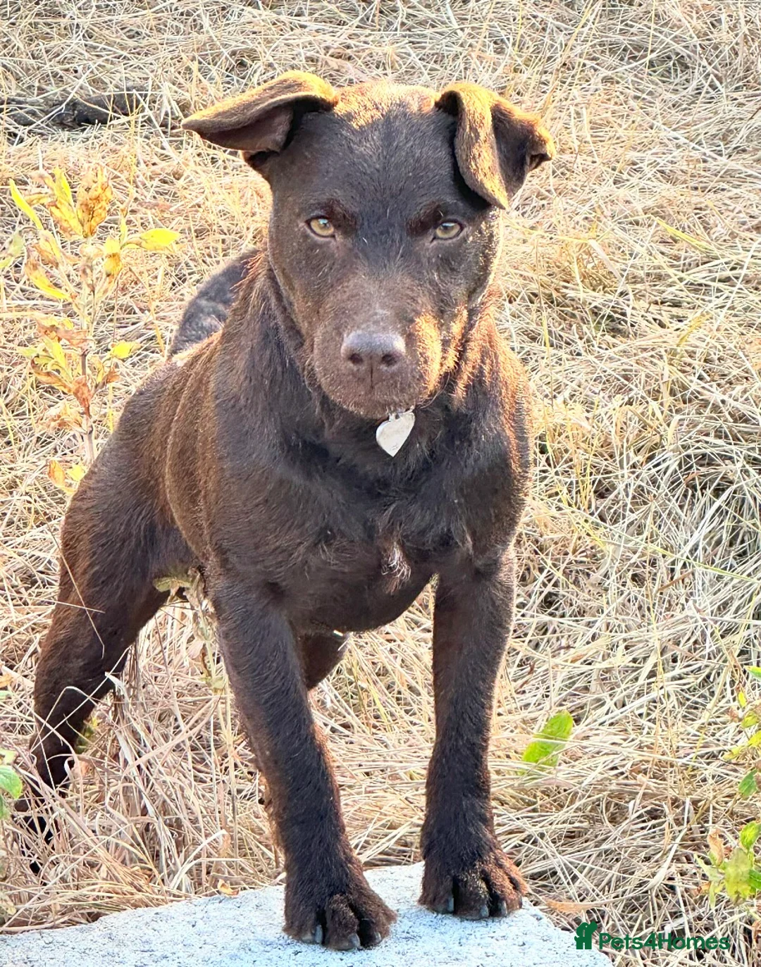 Patterdale Terrier dogs for stud: Rough coat proven male  in Wisbech - Advert 1
