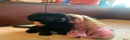 Cockapoo dogs for sale: F1 cockerpoo in Mold - Advert 4