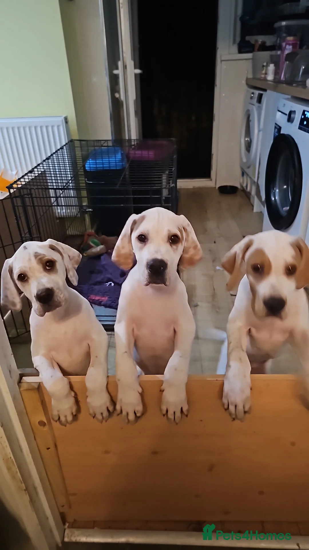 Pointer dogs for sale: Quality Pointer Puppies - Advert 2