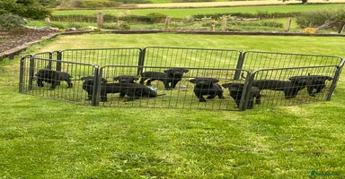 Labrador Retriever dogs - Advert 3