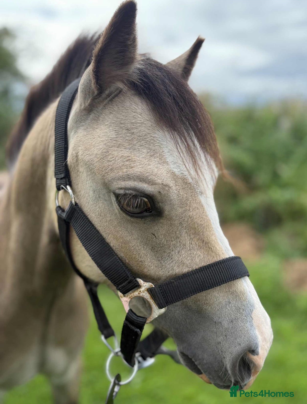 Welsh Section A horses Buzz  - Advert 1