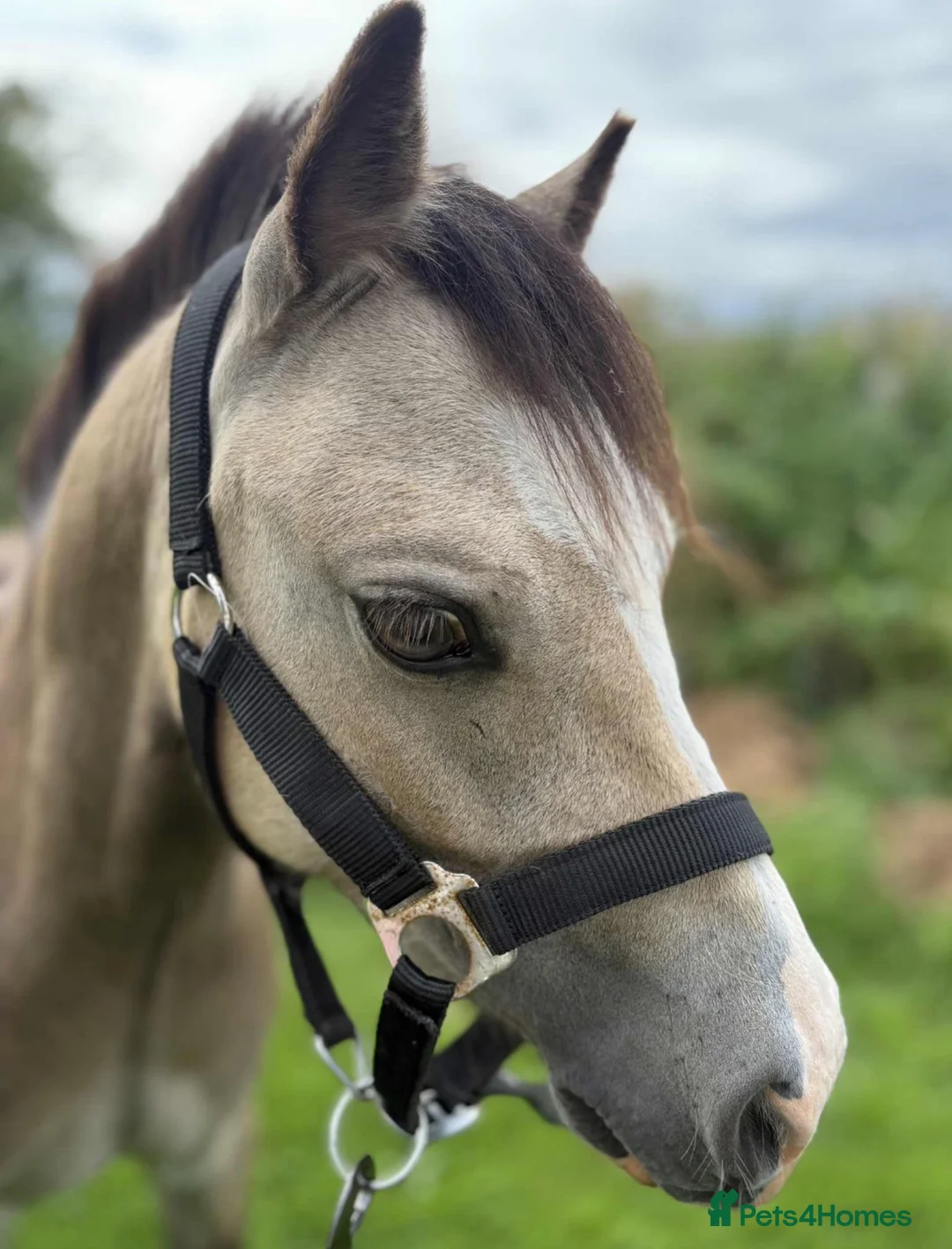 Welsh Section A horses for sale: Buzz  - Advert 1