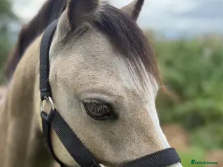 Welsh Section A horses Buzz - Advert 1