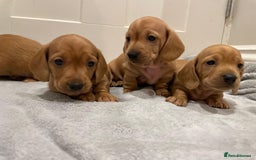 Miniature Dachshund dogs for sale: Beautiful miniature Dachshund puppies  - Image 11