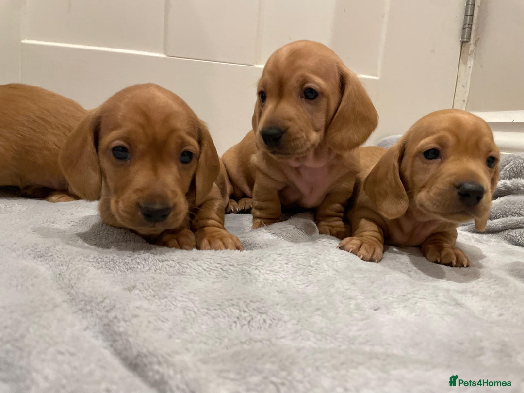 Miniature Dachshund dogs for sale: Beautiful miniature Dachshund puppies  - Image 11