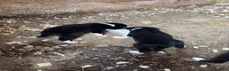 Border Collie dogs for sale: Border Collie  - Advert 6