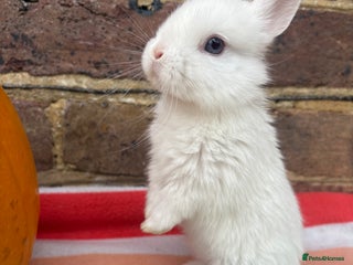 Netherland Dwarf rabbits - Advert 2