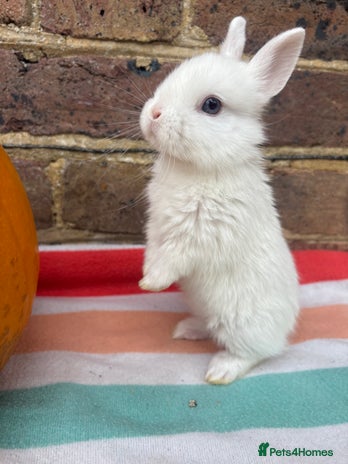 Netherland Dwarf rabbits - Advert 13
