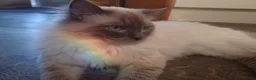 Ragdoll cats for stud: Cosmo - Advert 3