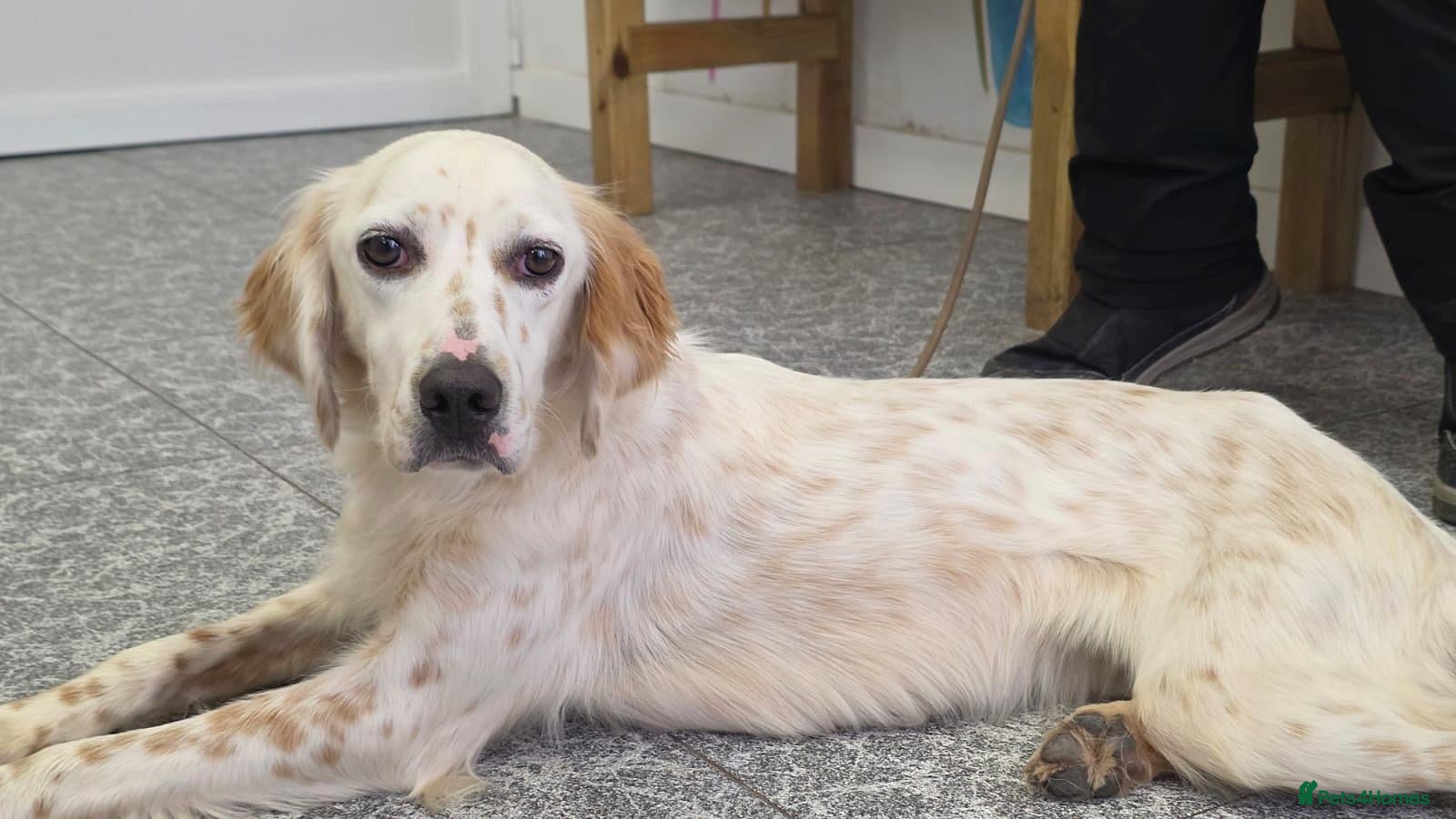 English Setter dogs Hamar - Advert 1