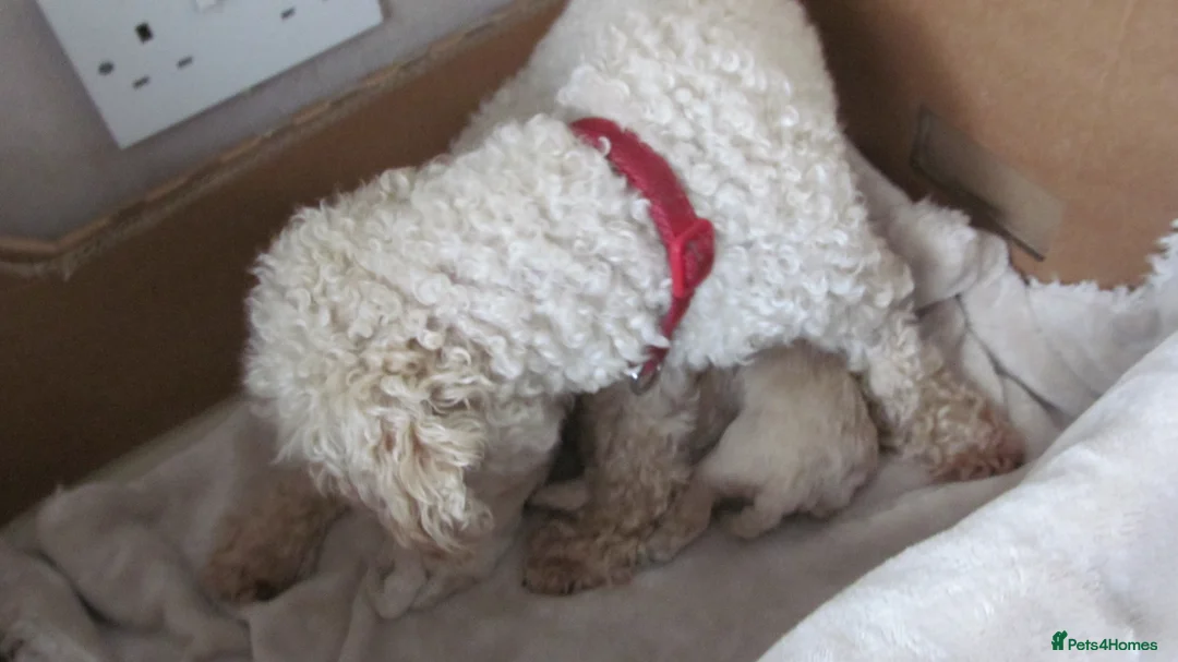 Poochon dogs for sale: 3 beautiful Poochon / Toy Poodle girls  - Advert 2
